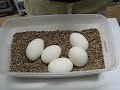 Ball Python Egg Box Ball Python Egg Box