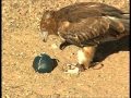 Australian Outback funny animals