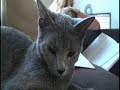 russian blue cats