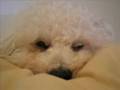 Funny bichon frise