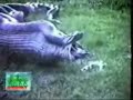 marty-monster-v-kangaroo.html