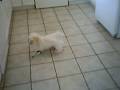 Coton de tulear Olie Food in Bottle, favorite toy