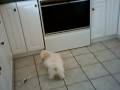Coton de tulear Olie Food in Bottle, favorite toy