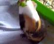 la cavia + intelligente del pianeta