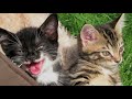 YouTubeサムネイル[IAkK7kjn91k] - 3枚目
