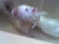 Rat Bath I Rat Bath I