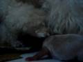 videos de princess uclaray
