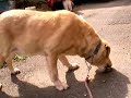 Dogging the Market 2