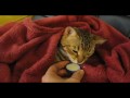 Lycka - reina - bebiendo leche en un tapón tumbada en su cuna.wmv