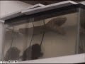 Turtle Escape 2
