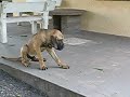 Ep� da Ch�cara Tr�s Irm�os