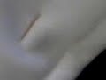Olha o que fizeram com a jaqueta do Edvino