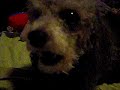 Kipsy singing