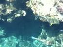 Sea Sea