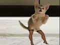 Hilarious Animal Video 3