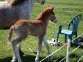 ��gur en de rest van de familie
