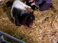Shetland Pony Actual Foaling May 07
