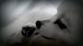 Dog Biting His Paw -- Luxating patella