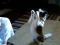 videos de Sissy's dog tricks