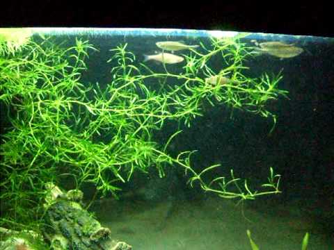 how to make axolotl gills grow