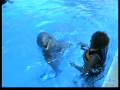 videos de SWIMMING WITH THE DOLPHIN PUERTO VALLARTA