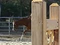 AQHA HUS \"Bippity Boppin Along\" Nov. 2007 AQHA HUS \"Bippity Boppin Along\" Nov. 2007