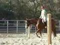 AQHA HUS Bippity Boppin Along Nov. 2007