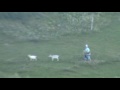 La ballade des ch�vres en Ukraine
