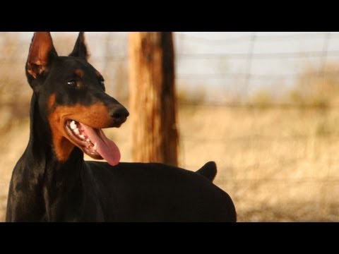 Doberman Pinser