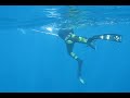 Yellow Fin Tuna Yellow Fin Tuna