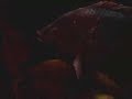 Trichomycterid catfish Trichomycterid catfish