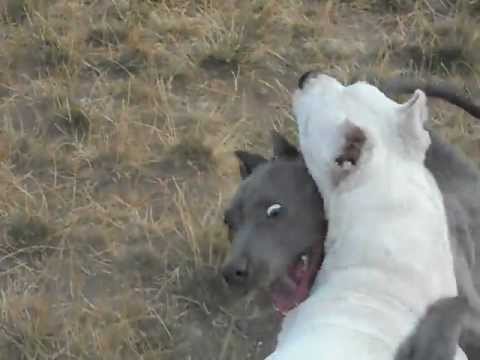 PITBULL VS DOGO ARGENTINO