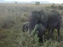 More Elephants