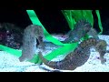 Seahorses (Widescreen HD)