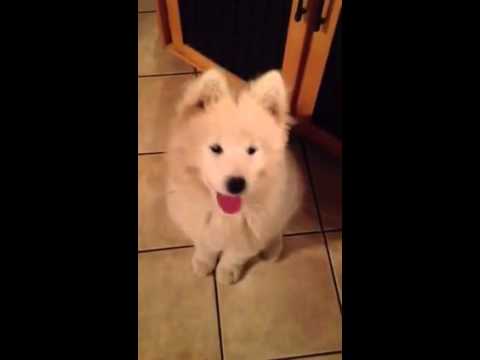 This is Tyton a puppy we kept he is smart and loving and he loves his sqeeky pig as you can see