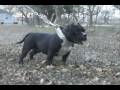 Canine Supreme Rampage Movie Trailer www.CANINESUPREME.com
