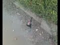 Pubert The Chicken Take 4