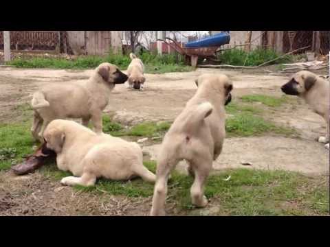 kangal