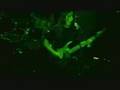 Abysmal Dawn - Walk the Path of Fire Live 6/3/07