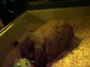 Runny Babbit Runny Babbit