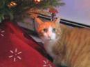 Bad Kitty - Sad Kitty Bad Kitty - Sad Kitty