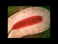 Girl to Woman (Part 2) - 1965 Sex Ed Film