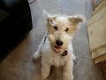 dog eats air