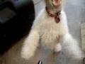 dog eats air