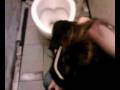 videos de poupoube