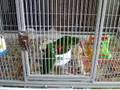 Paddy, Golden-wing & Erin, Cobalt-winged Parakeets