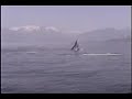 Whales - Sitka, Alaska Whales - Sitka, Alaska