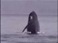 Whales - Sitka, Alaska