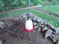 Chickens