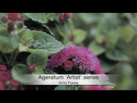 how to collect ageratum seeds